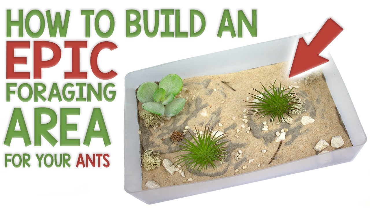 How to Build an Ant Nest #4 | Grout Foraging Area