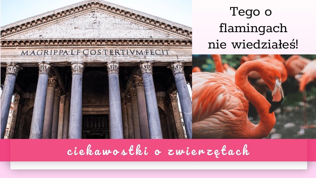 flaming, flamingi, ciekawostki o flamingach. Fakty o zwierzętach, o których nie wiedziałeś