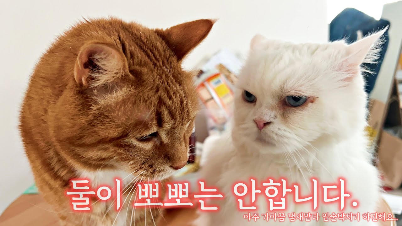 고양이랑사는 행복한 인간일상 길거리토스트만들기 화이트리에 사랑빗