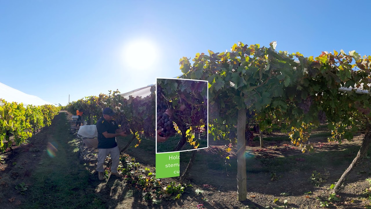 Harvesting greatness, Part 2: Picking grapes in the vineyard