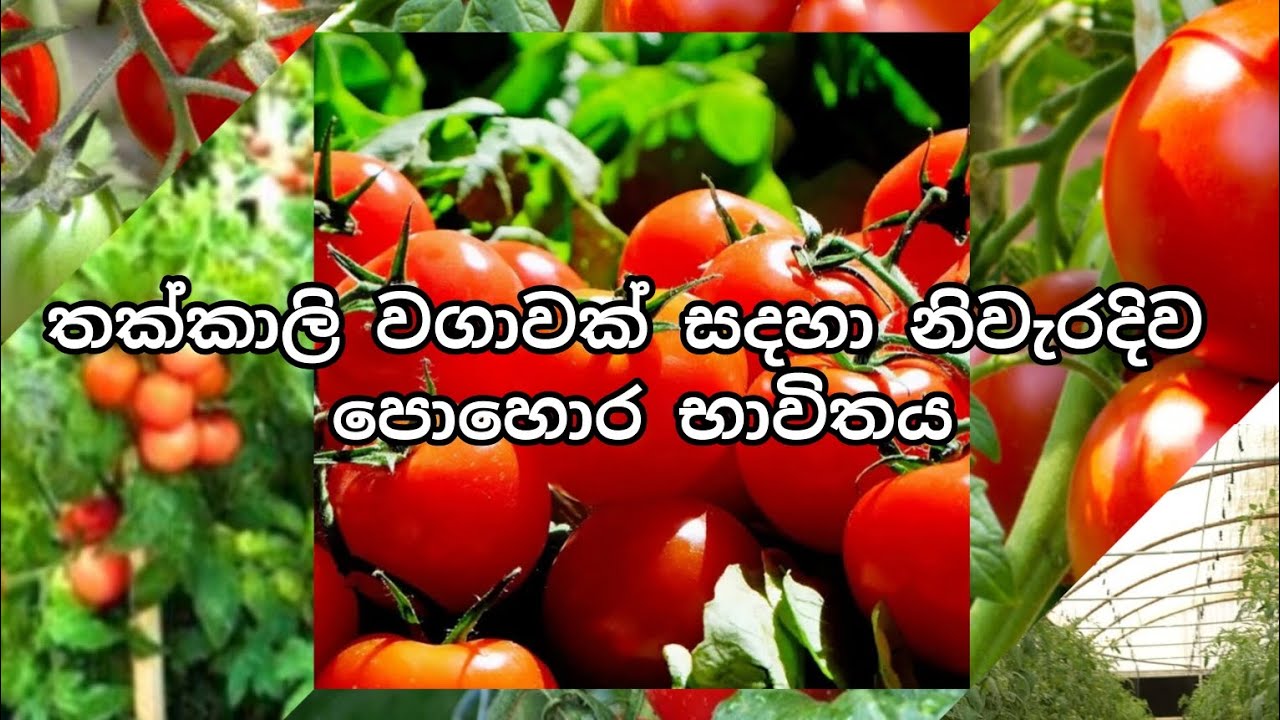 තක්කාලි වගාවක් සදහා නිවැරදි ව පොහොර  භාවිතය