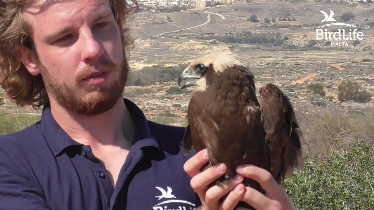 Release of rehabilitated birds on Comino