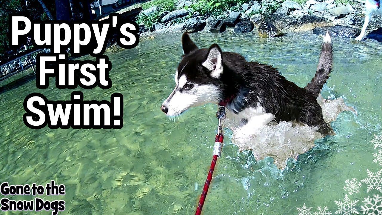 Husky Puppy at the Lake | Puppy First time Swimming