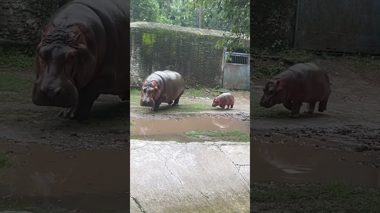 Chhatbir Zoo Chandigarh | Hippopotamus | wildlife century #chandigarh
