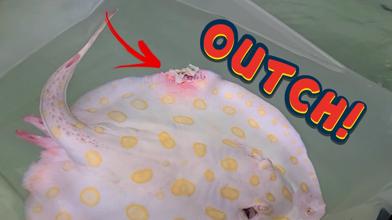 MUST take ACTION - Albino Black Diamond BADLY INJURED