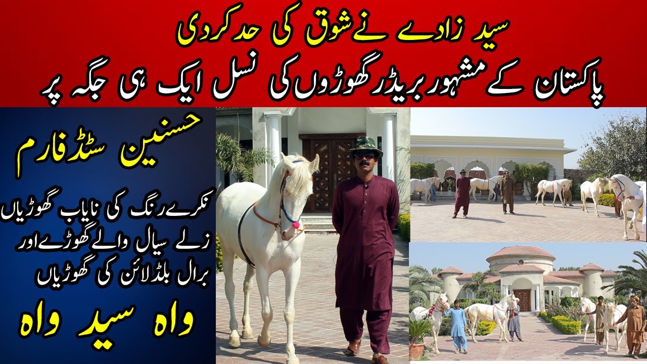 Rare White Mares Farm of Pakistan || Hasnain Stud Farm Depalpur || horse farming in Pakistan