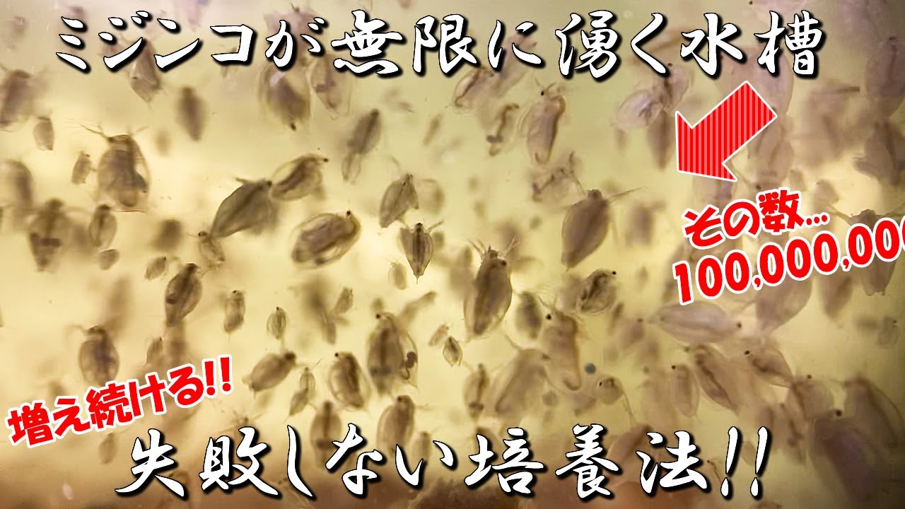 ミジンコを10匹から数か月で数万匹に増やす方法【メダカ屋外ビオトープ飼育の餌に最適】