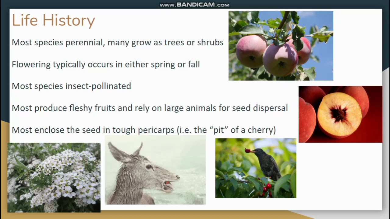 Rosaceae Lecture