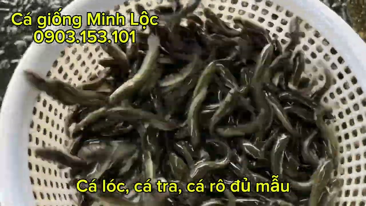 Lô cá lóc, cá tra, cá rô siêu đẹp - 0903153101 (Lộc, Thủ Đức-TPHCM)
