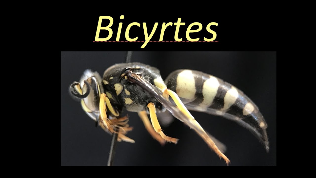Bicyrtes (Crabronidae)