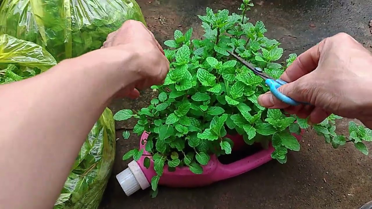 Đừng vứt can nước giặt! Trồng rau Húng Quế xanh um thế này kia mà 