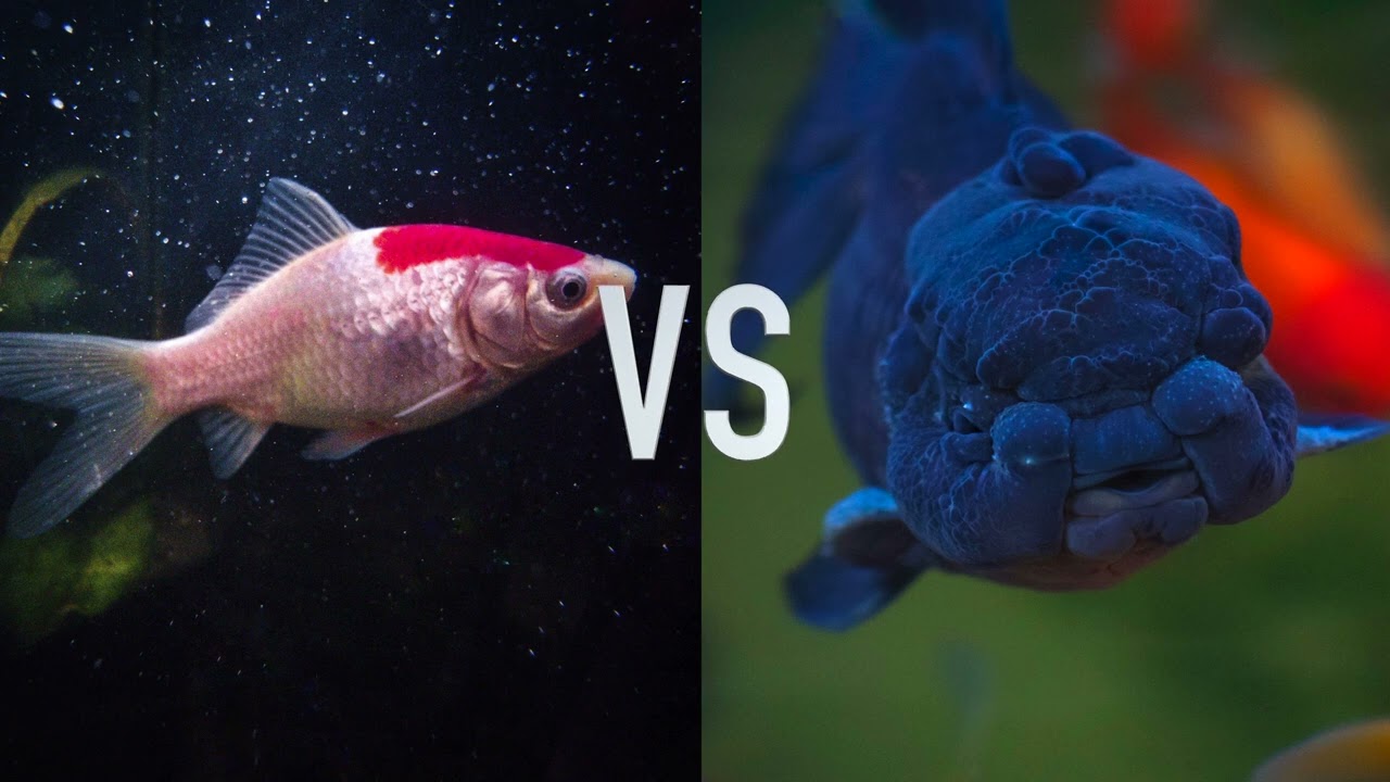 TOP 5 PROS and CONS when keeping Goldfish!