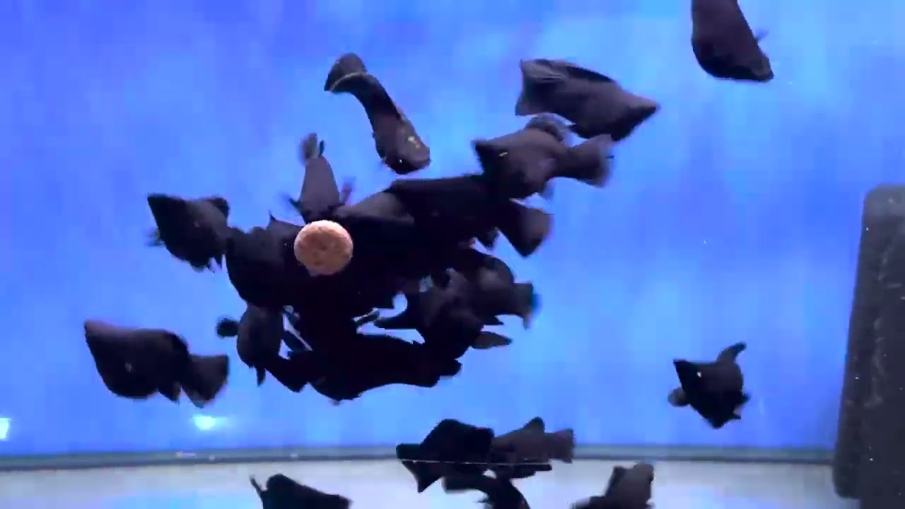 Feb Week 2 fish/coral stock video 2026