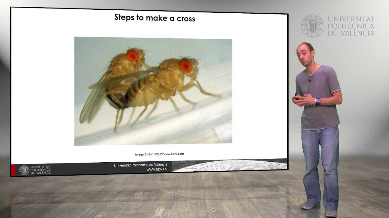 Drosophila melanogaster: Make a cross |  | UPV
