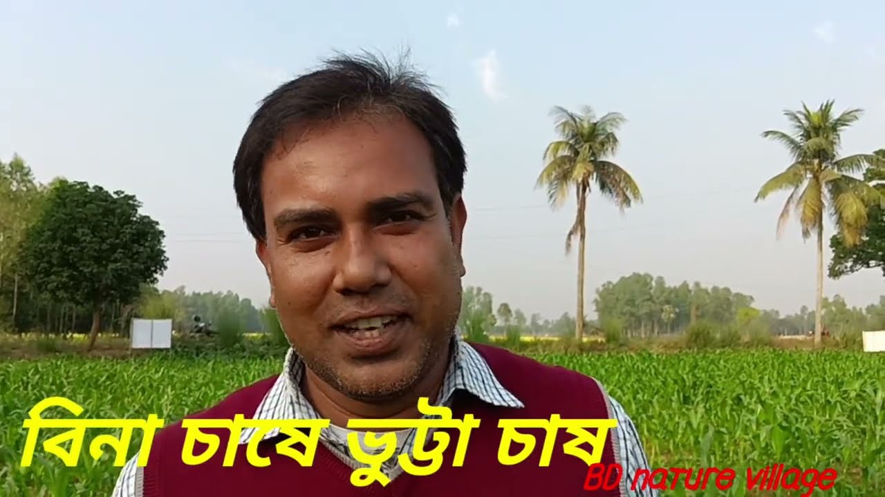 বিনা চাষে ভুট্টা চাষ। চাষ বিহীন ভুট্টা চাষ। অভিনব এক নতুন পদ্ধতি।