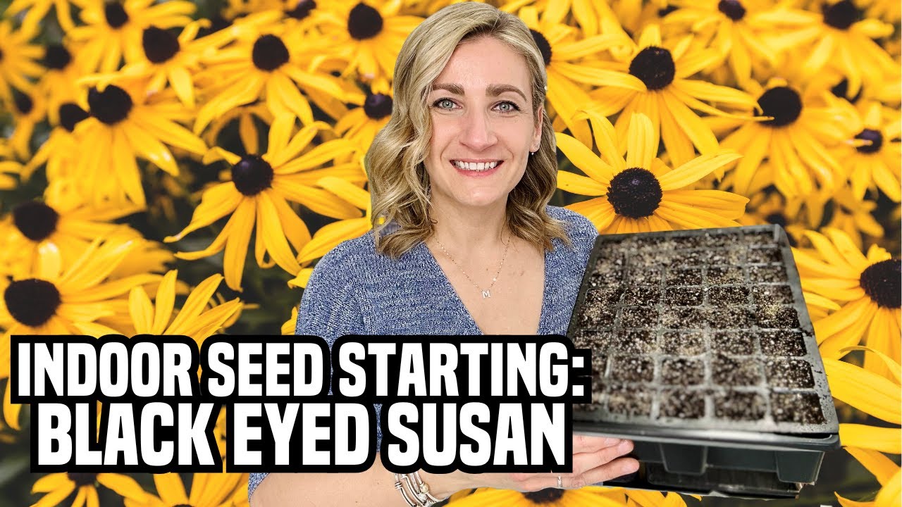 INDOOR SEED STARTING: BLACK EYED SUSAN