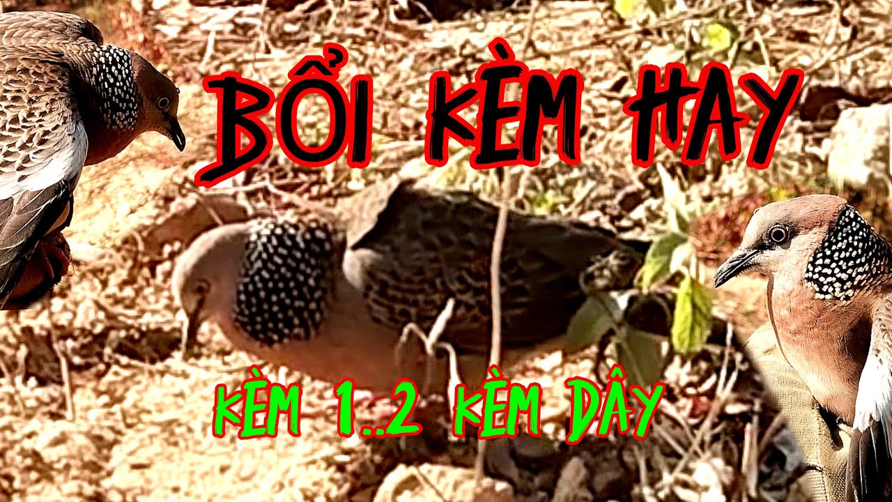 Clip 145 Bổi đồng tốt tiếng kèm bài hay(có kèm1..2 kèm dây)