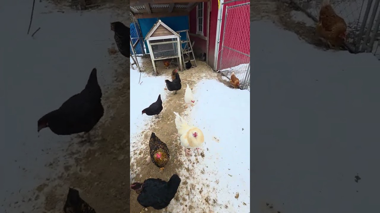 Bird check and water for the little plus pulling eggs!