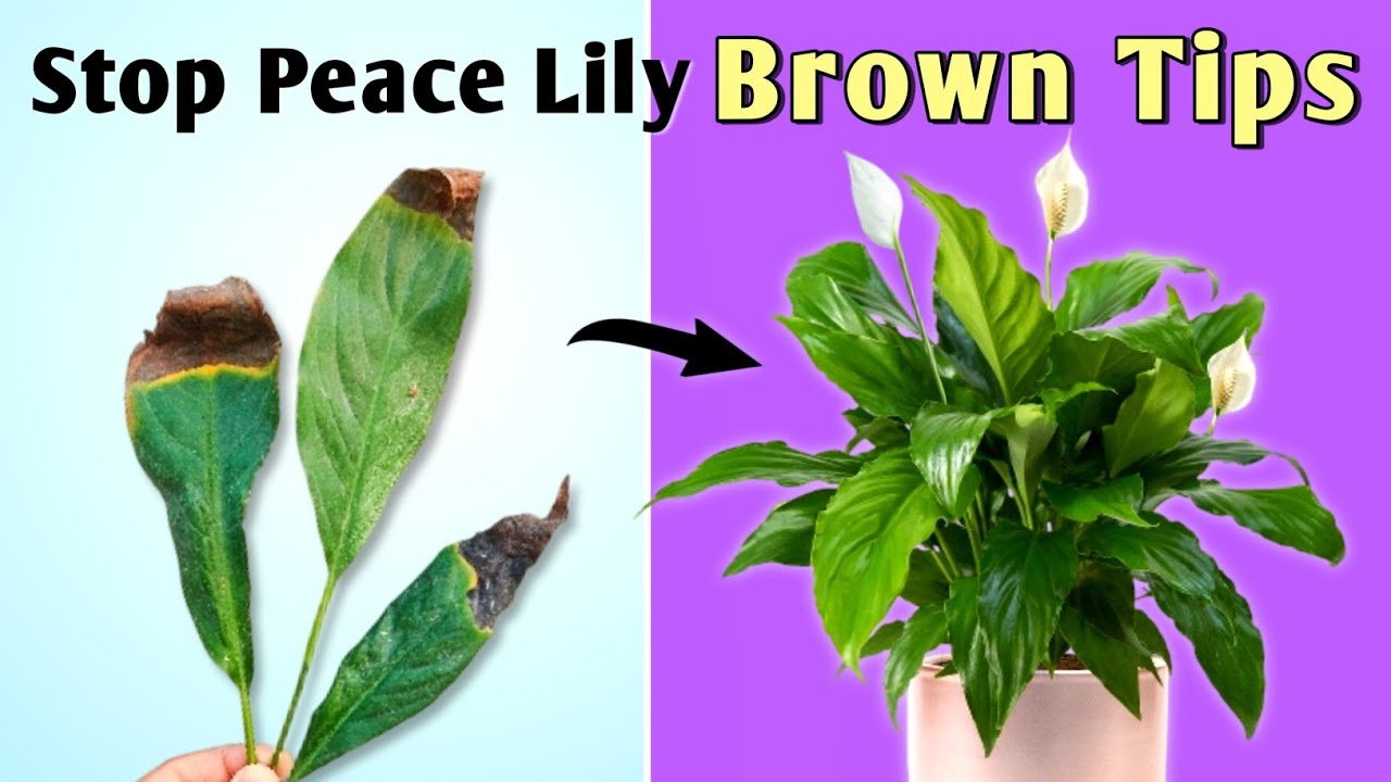 STOP Peace Lily Leaves Turning Brown // Peace Lily Plant Care Tips Indoor (Spathiphyllum)