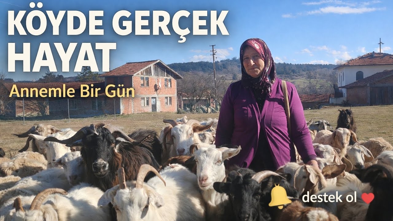 Köy Hayatı | Annemle Hayvan Bakımı, Otlatma ve Doğada Bir Gün #kökvetoprak #köyhayatı