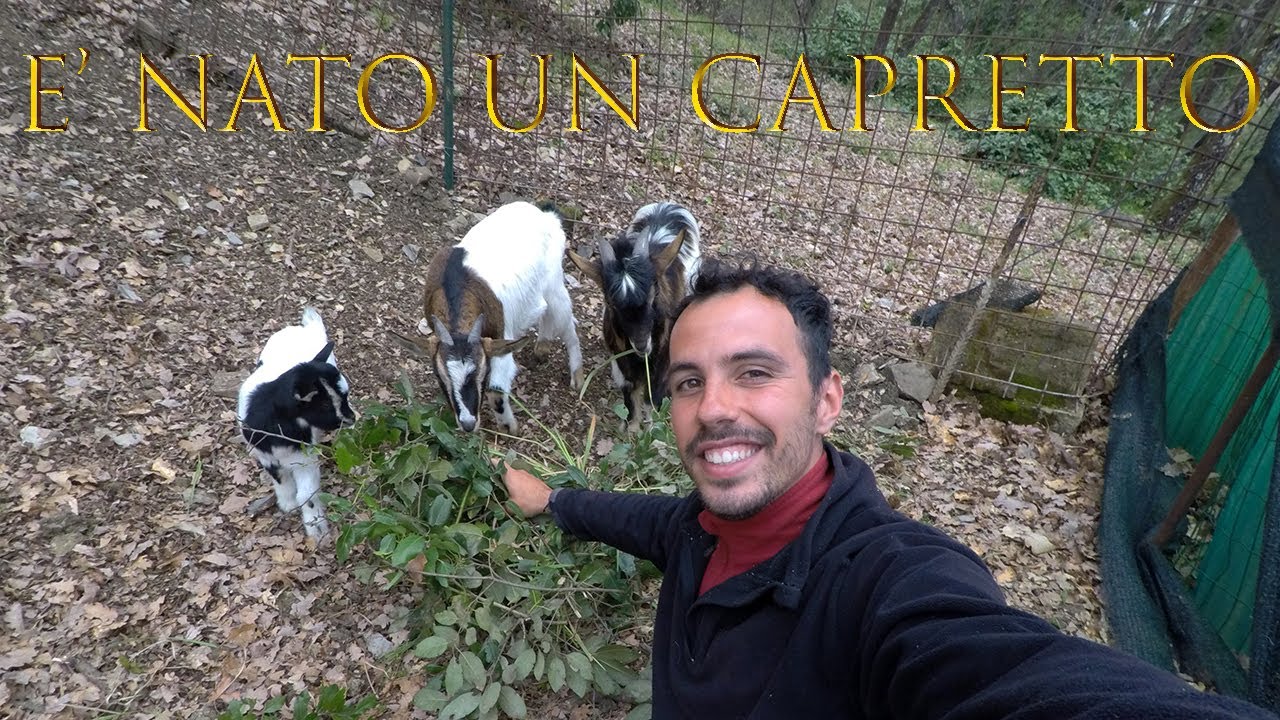 CAPRE al podere e dopo qualche giorno l'incredibile nascita di un capretto