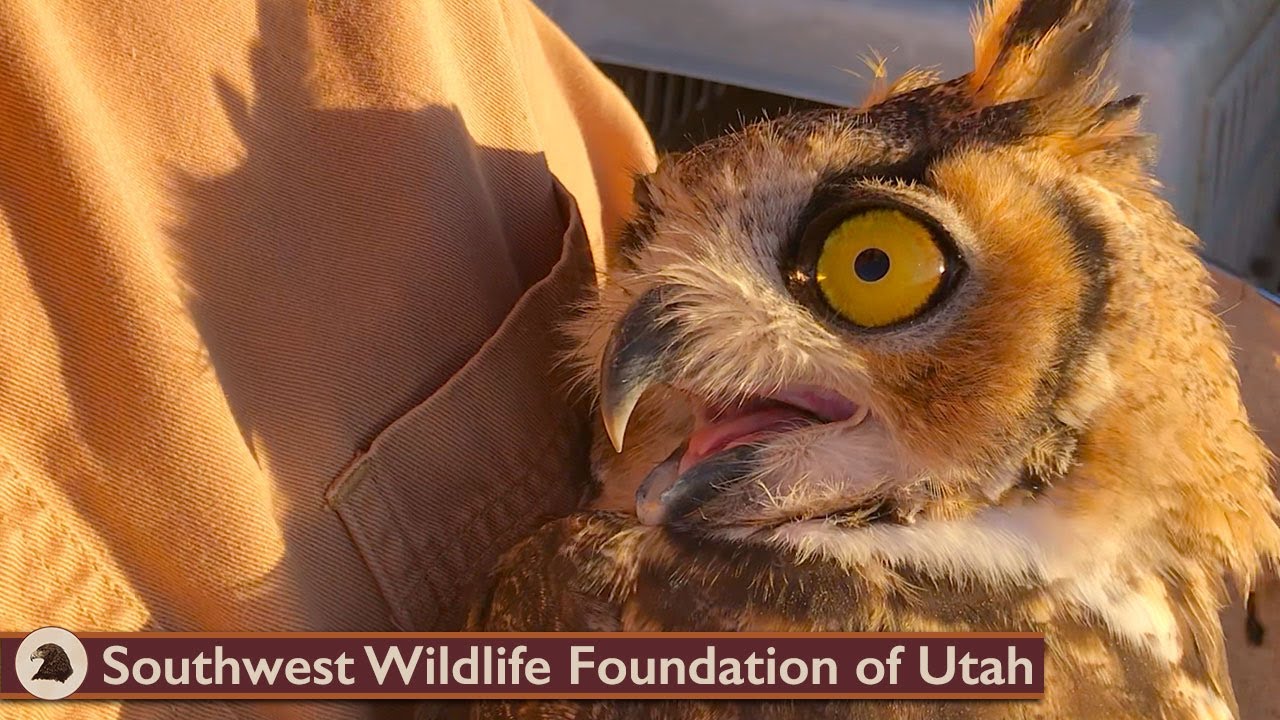 One Great Horned Owl's Lucky Break