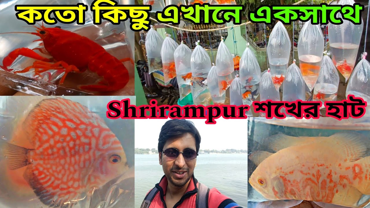 বড়ো বড়ো রঙিন রঙিন মাছ Serampore Haat এ | Serampore Fish Market | Shrirampur Fish Haat 