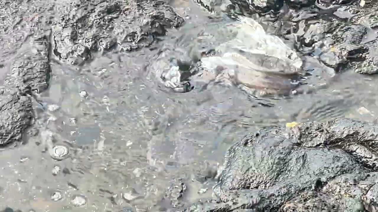 Explore 🌺 Hawaii Life at the Tide Pools #explore #eel #hawaiilife #travel #marinelife 