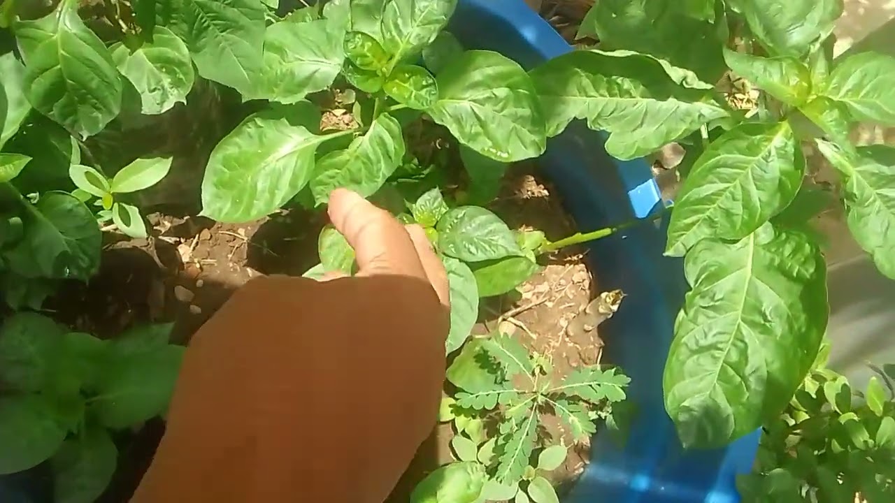 Vejam  como amanheceu nosso sertão 