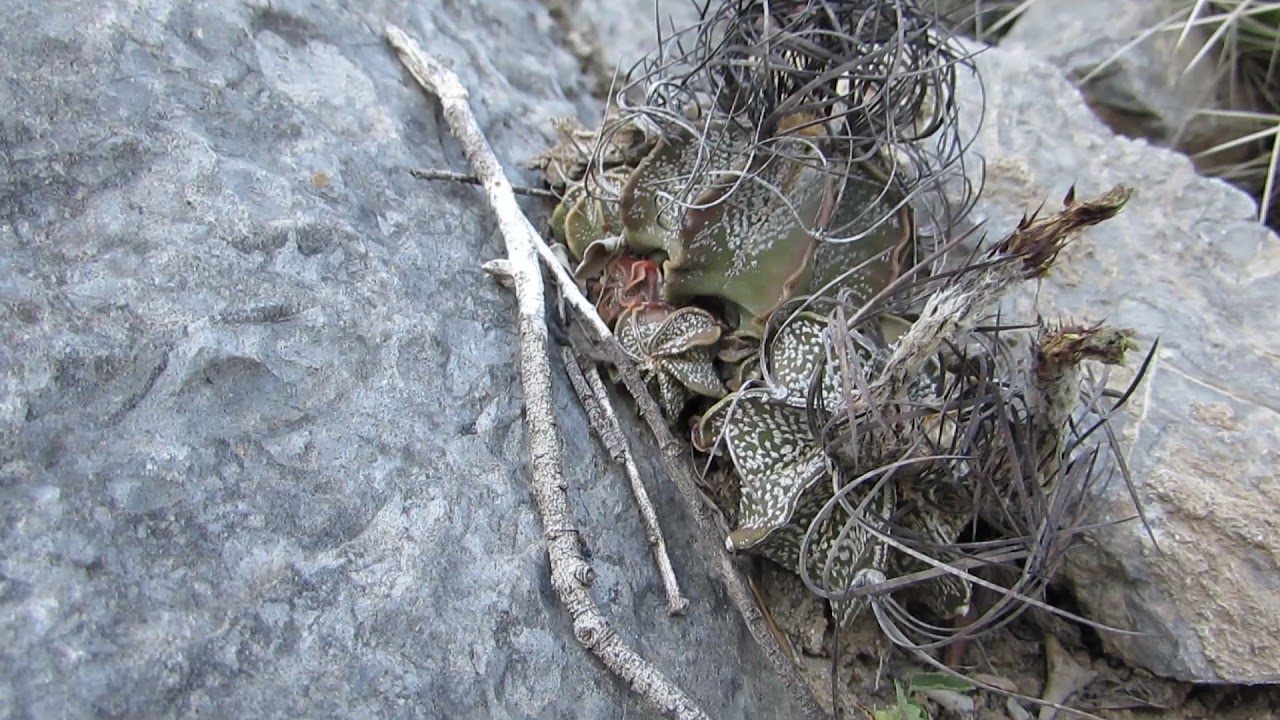 Epithelantha y Astrophytum capricorne.
