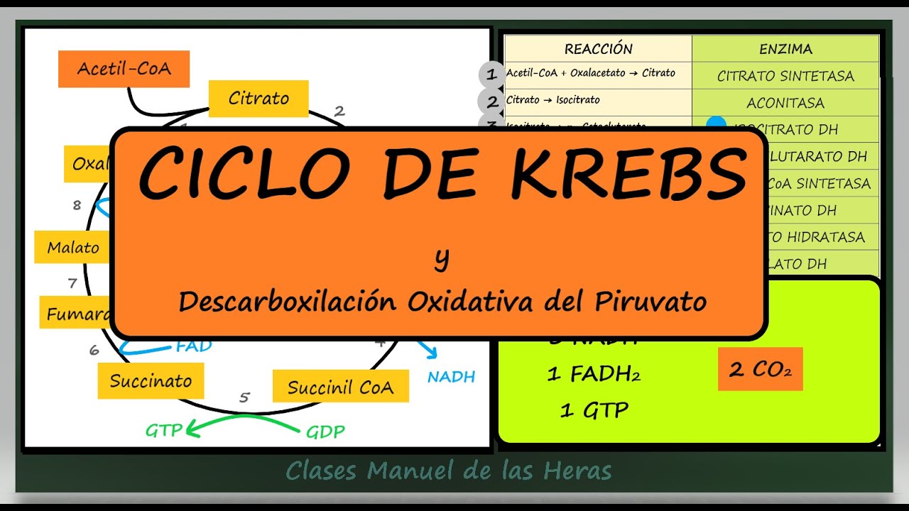 Ciclo de Krebs. Formación de Acetil CoA. Catabolismo de la Glucosa (II). Biología Bachillerato.