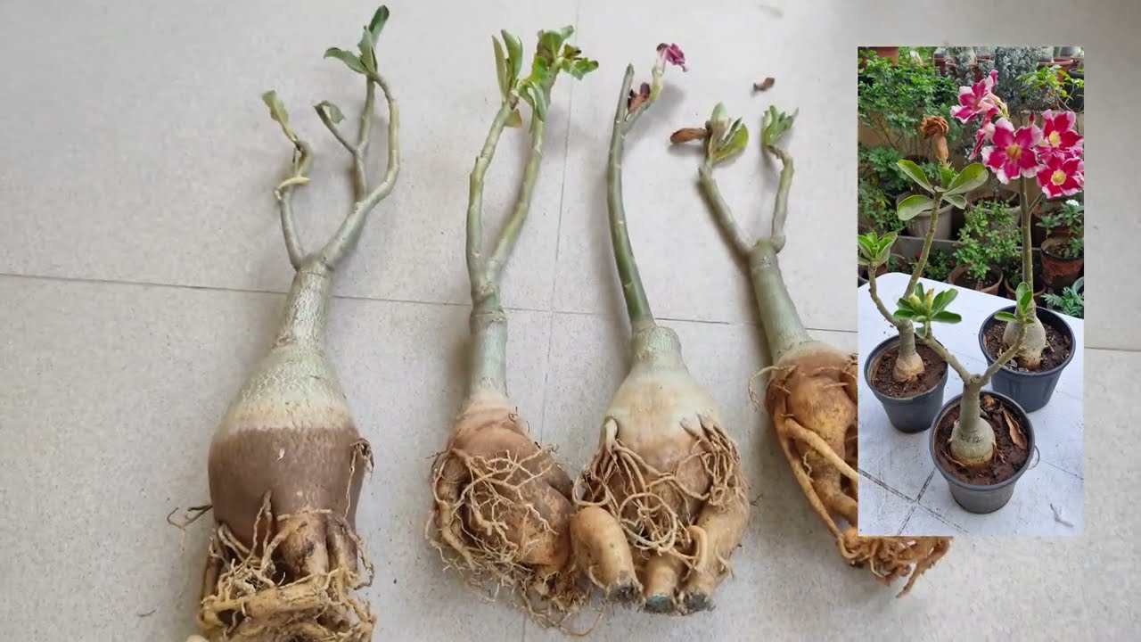 Adenium Plant online Shopping@amolbabhulkar6666#adenium #adeniumprice #adeniumlover #desertrose #yt 
