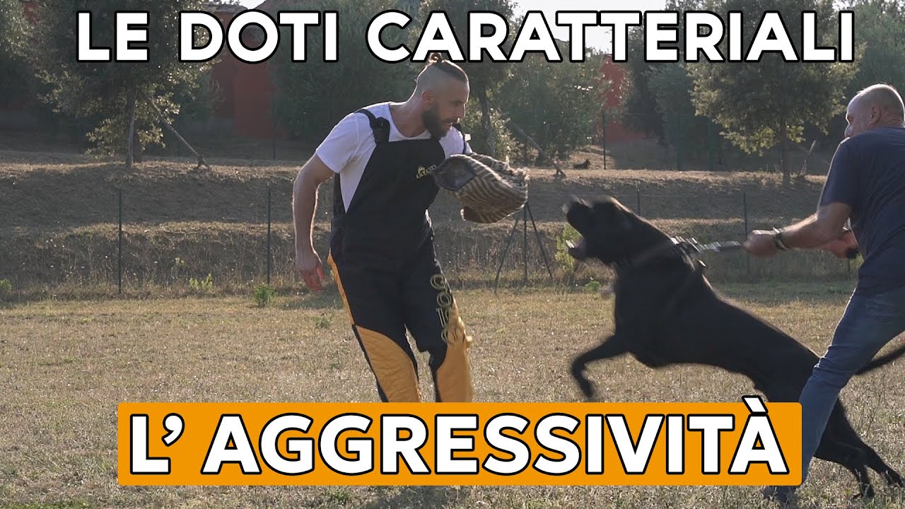 LE DOTI CARATTERIALI : L' AGGRESSIVITA'