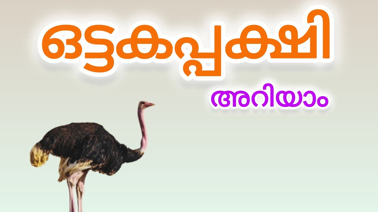 THE WORLDS BIGGEST BIRD |ഒട്ടകപ്പക്ഷി |malayalam 