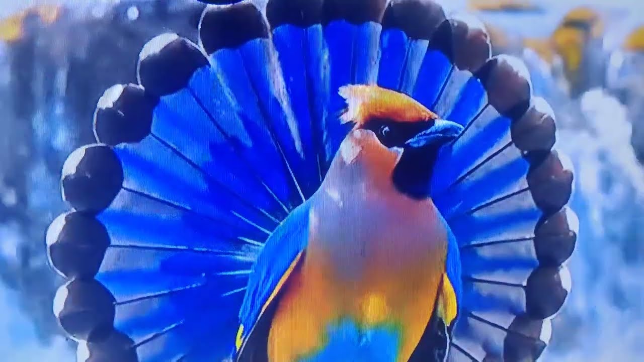 Beautiful birds#🦜🦜🦜#wildlife #nature #
