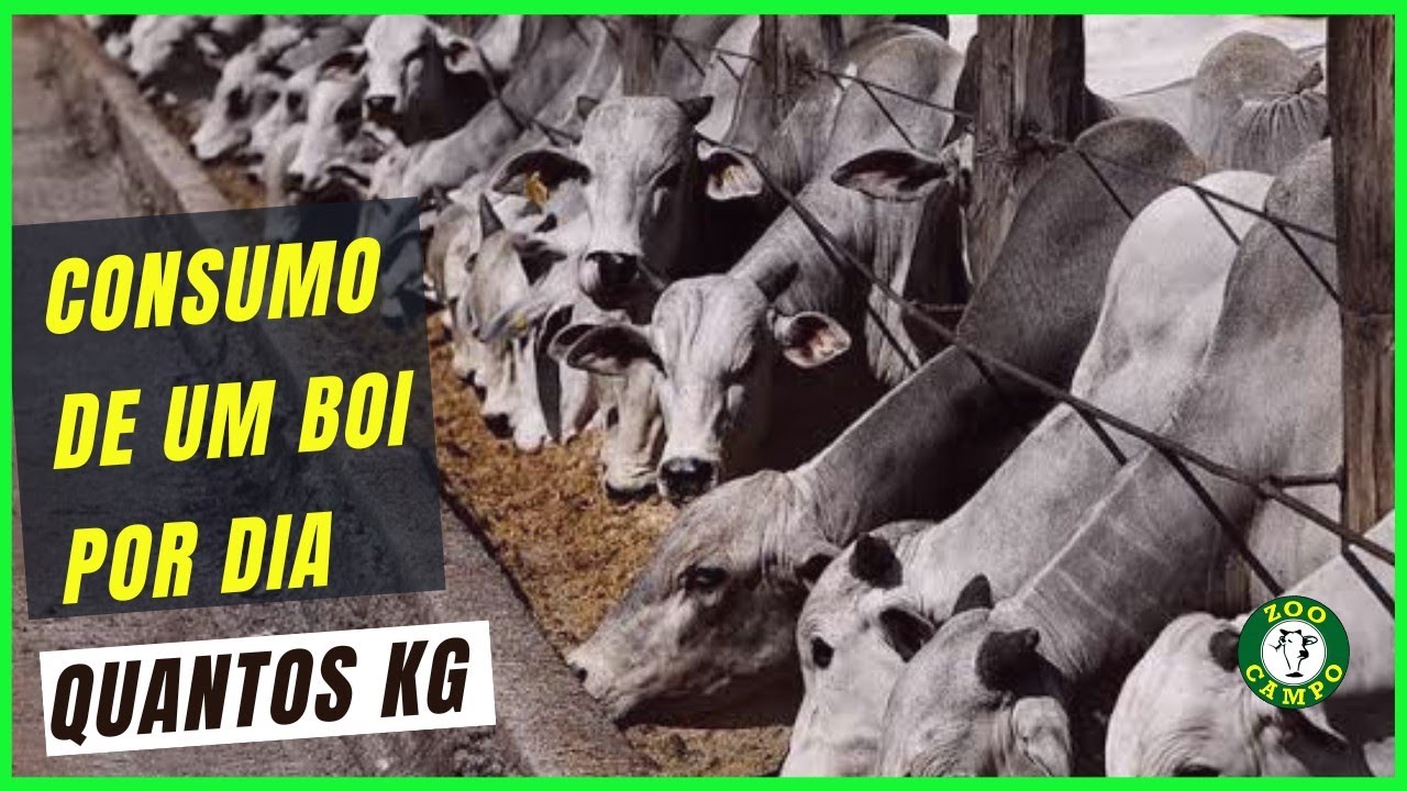 Quantos kg um boi come de #silagem e #concentrado  por dia no confinamento.