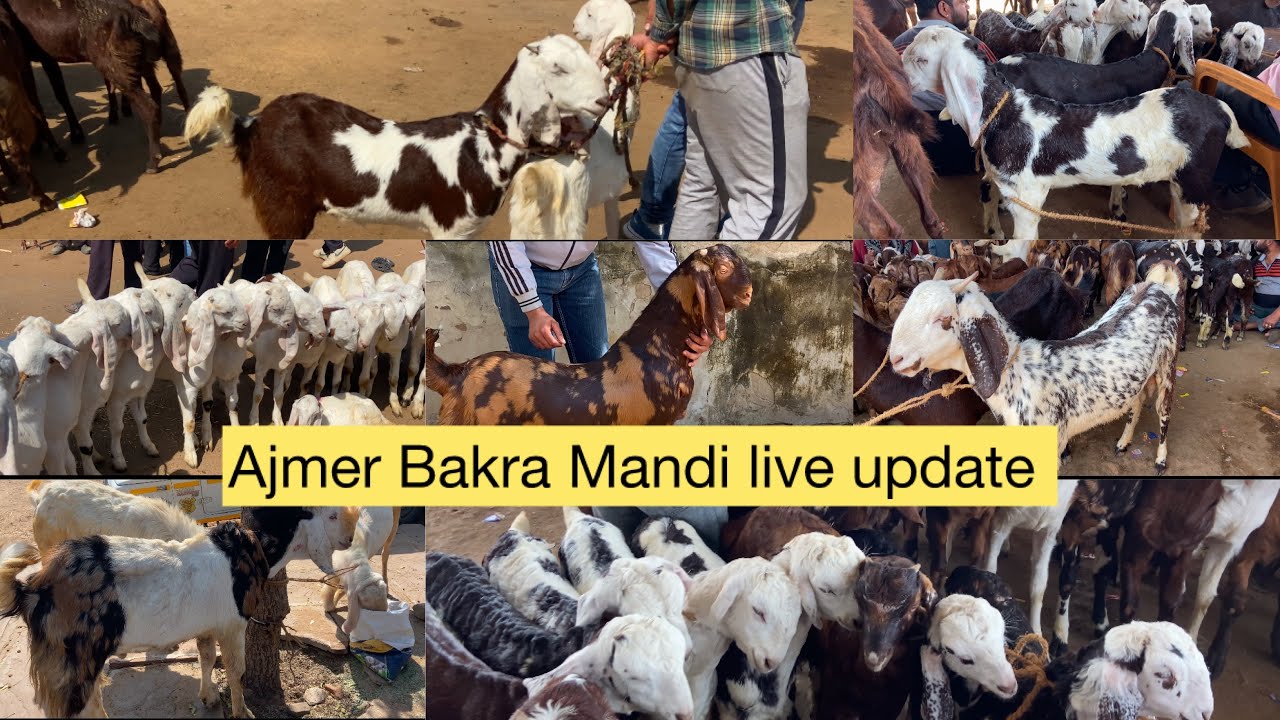 22/2/2025FEBRUARY AJMER BAKRA MANDI LIVE UPDATE GOAT MARKET COVER WITH PRICE RAJASTHAN BIGGEST MANDI