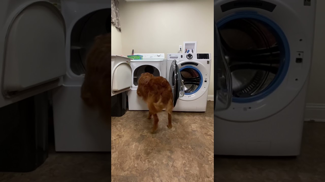 Mobility Assistance Service Dog Task 🧺 Helping load the dryer 🌈