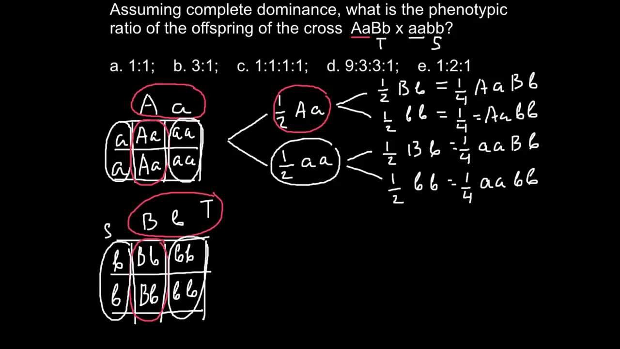 How to find phenotypes ratios as a result of dihybryd cross?