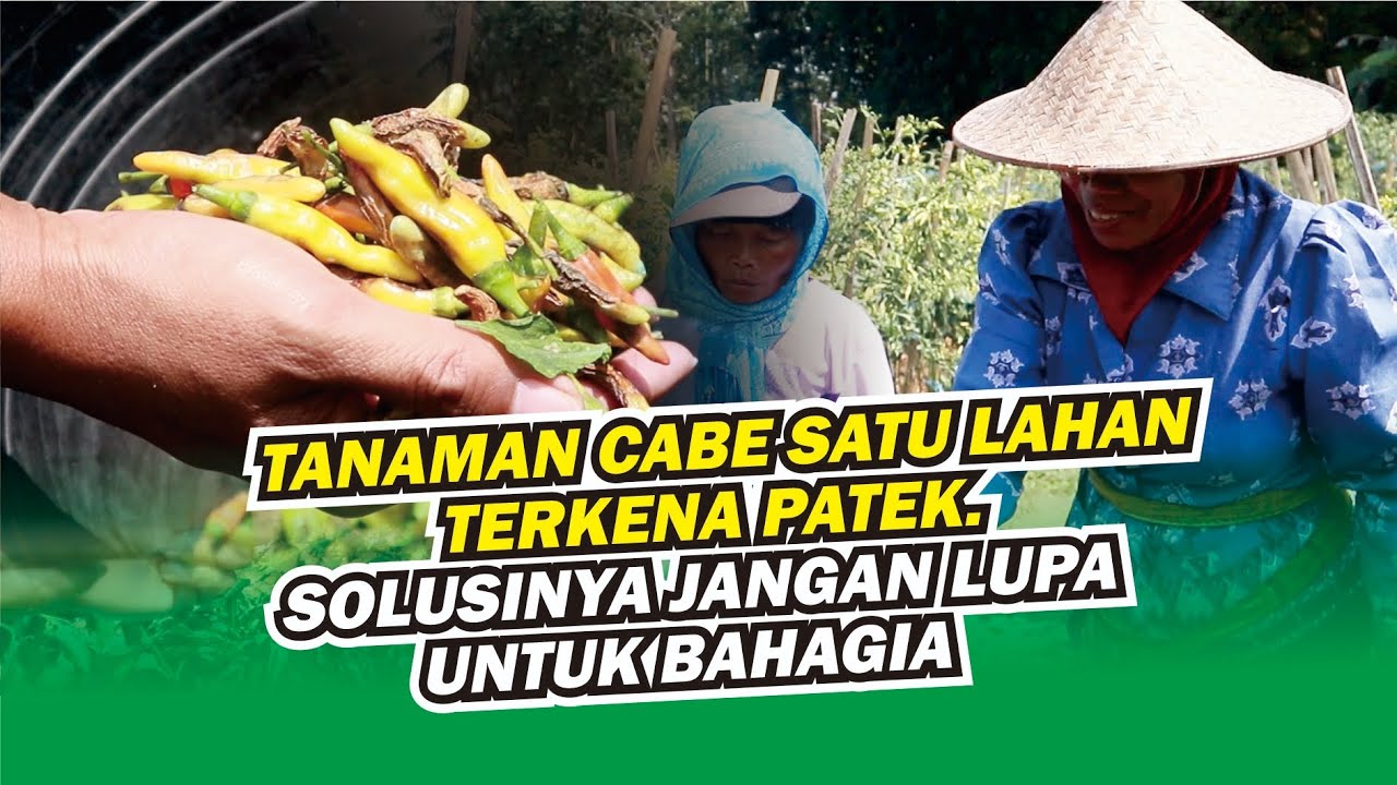 cara menanam cabe dan mengatasi penyakit antraknosa ( Patek )