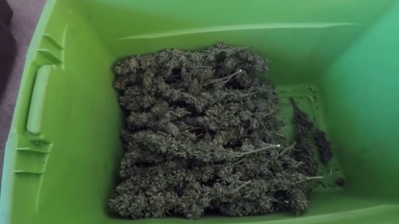 How to De-bud my Cannabis Plant