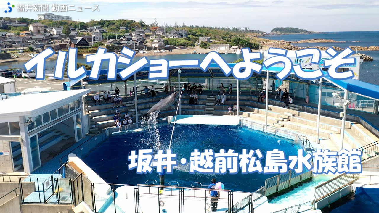 【ドローン撮影】イルカ親子、高さ5mのハイジャンプをドローンで撮影　福井県の越前松島水族館