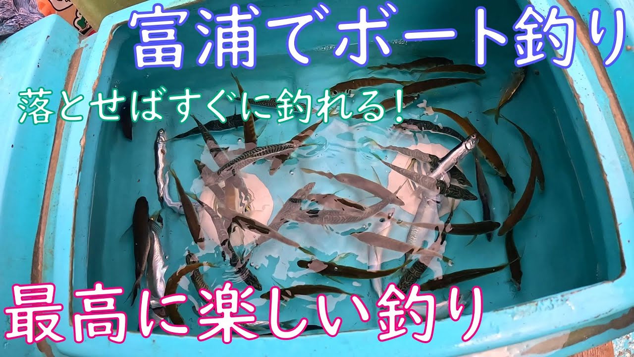 【ボート釣り】とみうらマリンボートさんで釣りをしたら落とせばすぐに釣れる状況だった【夏の海】