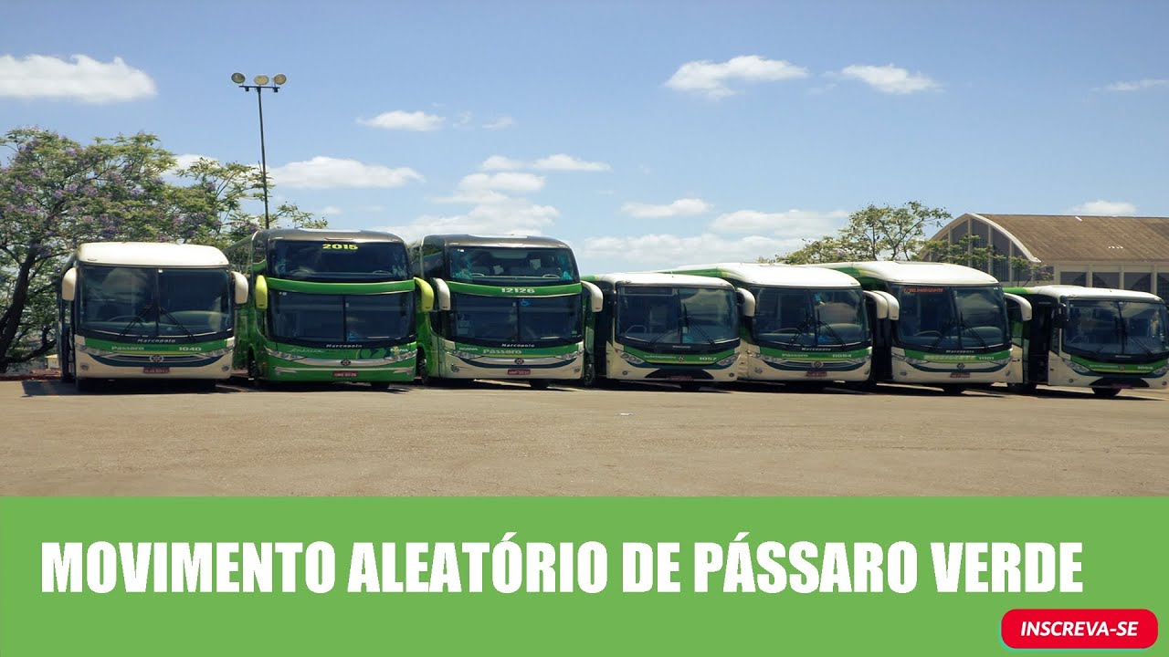 MOVIMENTAÇÃO ALEATÓRIA DE PÁSSARO VERDE | #5
