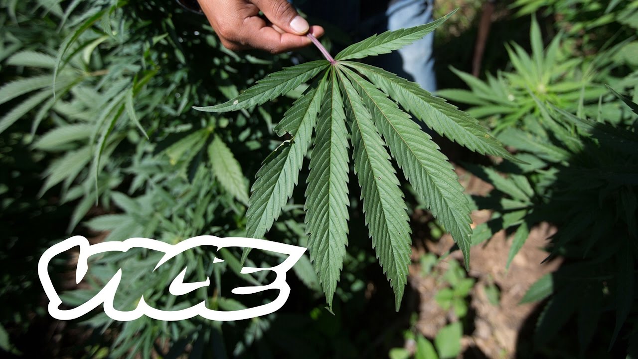 Mariguana Mexicana | Miscelánea