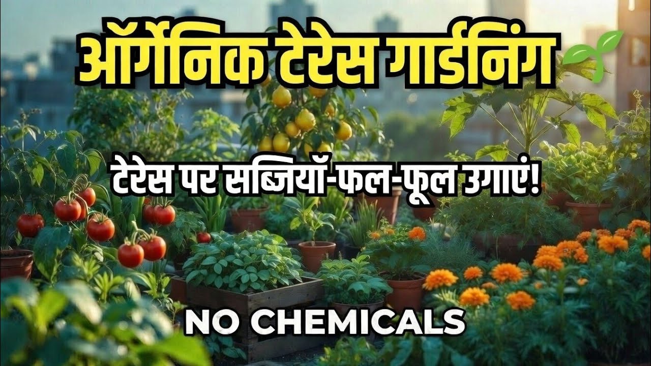 Organic Terrace Gardening for Beginners | टेरेस पर ऑर्गेनिक सब्जियां, फल और फूल कैसे उगाएं? 