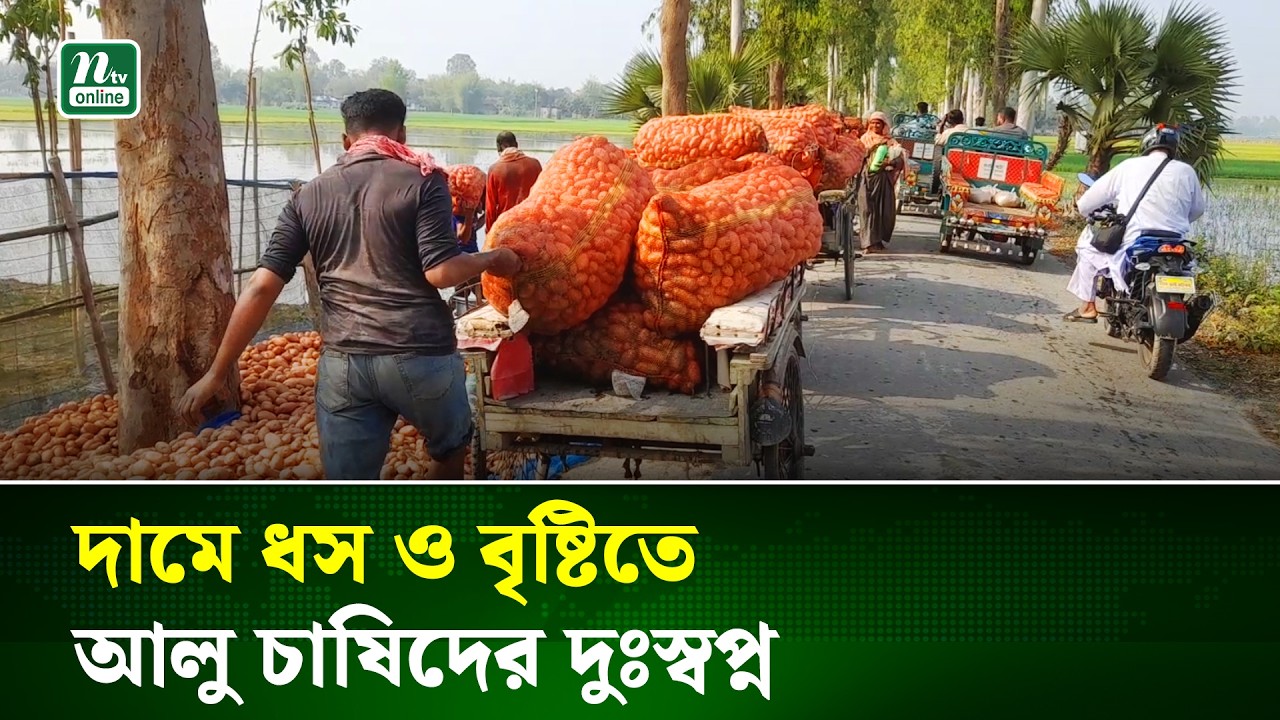 জয়পুরহাটে আলু চাষে বিপর্যয়, লোকসানের মুখে কৃষক | Potato Farming Crisis | NTV News