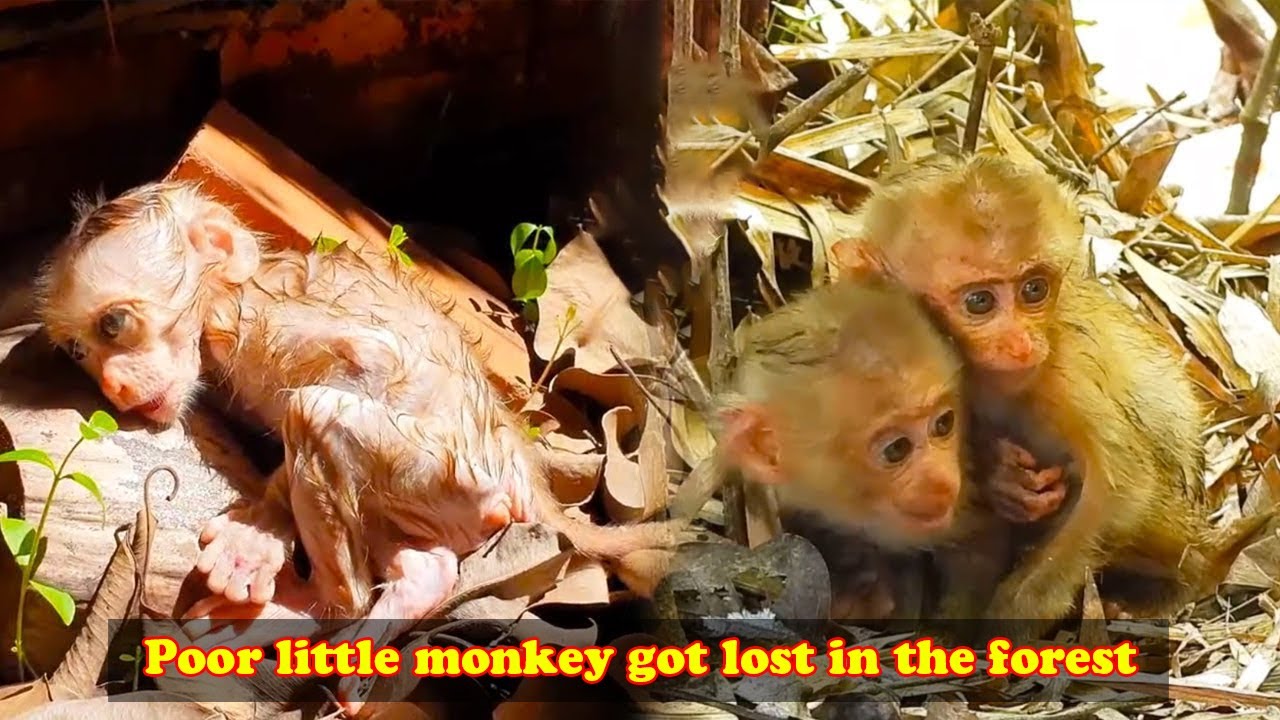 A poor baby monkey was abandoned by its mother, alone in the forest, struggling to survive