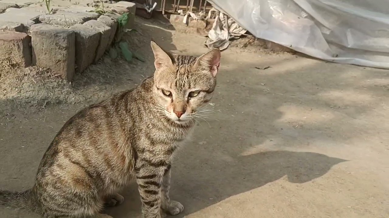 Early in the morning, the cat stretches when a good afternoon is coming. #vlog#cat#family#trend