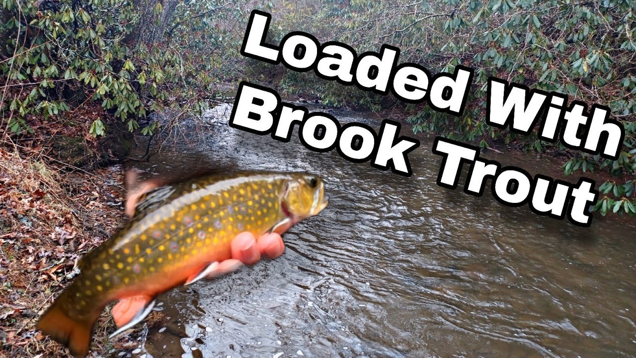 I CANT BELIEVE how I Caught This Many (BROOK TROUT) in 2 Hours.. 2 Surprise Catches!!